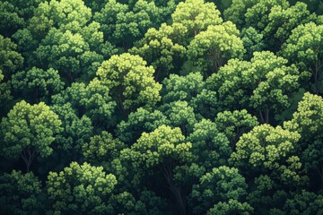 Naklejka premium Aerial view of a verdant forest with lush green trees forming a dense canopy. Illustrates nature, conservation, and environmental themes beautifully.