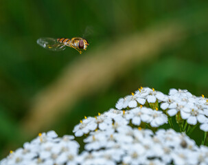 hoverfly flying over white flower