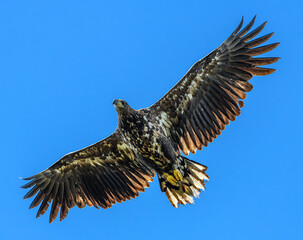 juvenile white-tailed eagle (Haliaeetus albicilla) in flight