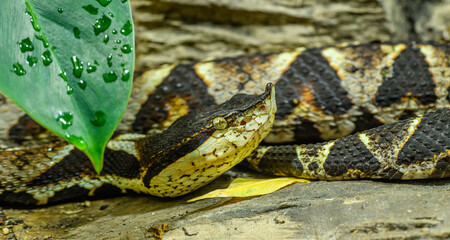 sharp-nosed viper (Deinagkistrodon acutus) portrait