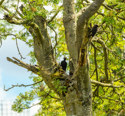 black woodpecker (Dryocopus martius) pair on a tree