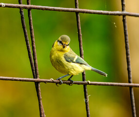young Eurasian blue tit (Cyanistes caeruleus) on a fence