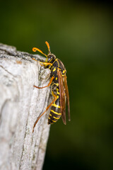 Close up of a paper wasp on an old wooden post