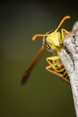 Close up of a paper wasp on an old wooden post