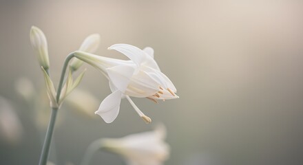 Soft Light, Serene Bloom AI Generated