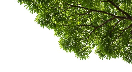 Obraz premium Emerald Canopy's Embrace AI Generated