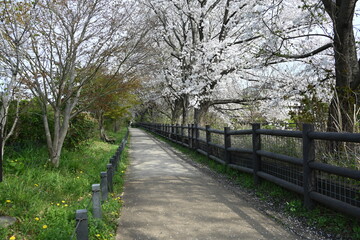 春の玉川上水の散策路と桜の風景
