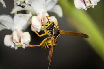 Close up of a paper wasp searching for nectar on a flower