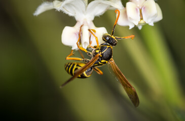 Naklejka premium Close up of a paper wasp searching for nectar on a flower