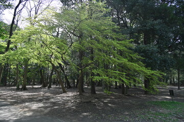 井の頭公園内の春の緑の新緑の木々の風景