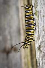 closeup of monarch caterpillar 