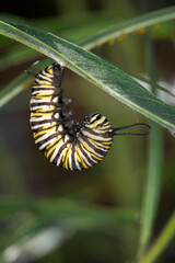 Monarch caterpillar beginning to form chrysalis