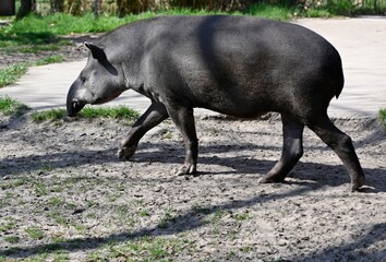 A tapir walks looking for food