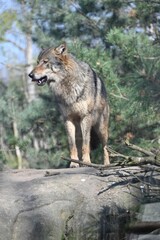 A european grey wolf in a forest