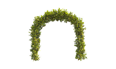 Green arc lantana png alpha channel front view.