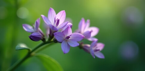 Fototapeta premium Delicate lavender petals unfolding on a lush green stem, botanical leaves,