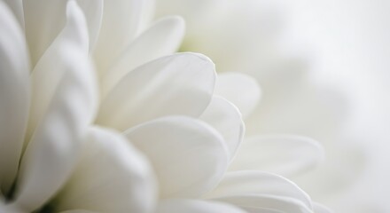 Obraz premium Whisper of White Petals AI Generated