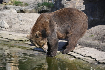 A brown bear  looks  the little river