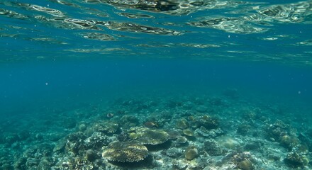 Obraz premium Submerged Serenity: Coral's Embrace AI Generated