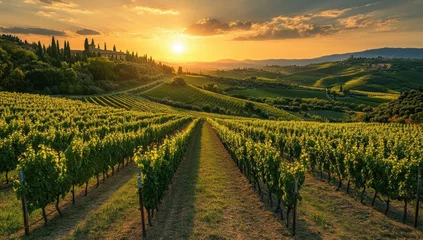 Peel and stick wall murals Picturesque vineyard landscape at sunset.  Rolling hills, lush green vines, golden light