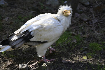An egyptian vulture looking for food