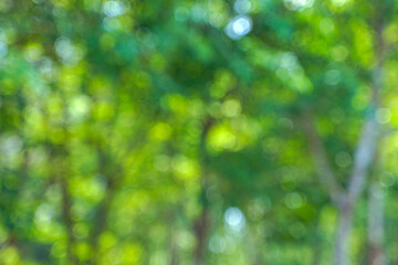 Obraz premium abstract background bokeh from green trees. Concept bokeh and background bokeh from nature, soft and selective