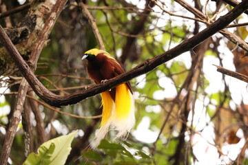 The lesser bird-of-paradise (Paradisaea minor) is a bird-of-paradise in the genus Paradisaea. This photo was taken in west Papua, Indonesia.