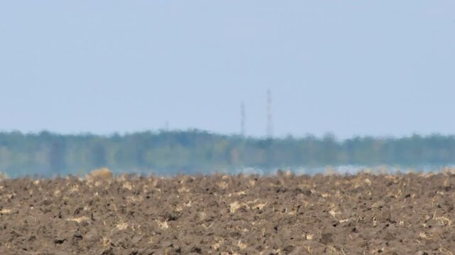 Mirage, heat haze, air shimmer in extreme scorching heat. Plowed farmland and protective forest on horizon. Floating and shimmering video with soft focus. Global warming and climate change concept