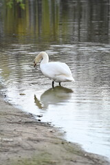 
A graceful white swan swims in the lake