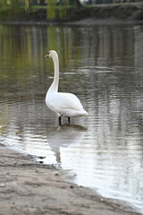 
A graceful white swan swims in the lake