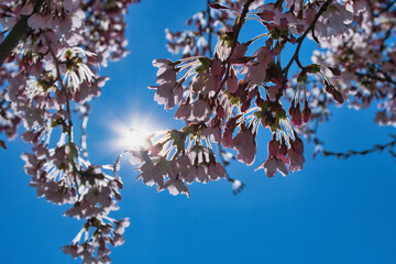 Blühende Zierkirsche