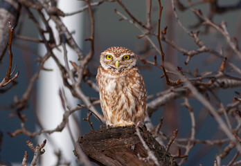 owl in its natural environment, Little Owl, Athene noctua	