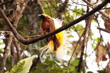 The lesser bird-of-paradise (Paradisaea minor) is a bird-of-paradise in the genus Paradisaea. This...