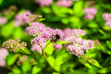 Delicate spirea flowers in vibrant pink, visited by a bumblebee, highlighting natures ecosystem.