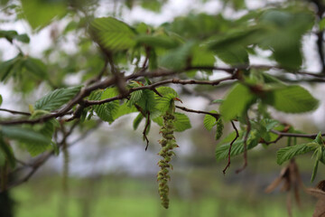 European Hornbeam branch with fresh new leaves and flowers. Carpinus betulus on  springtime