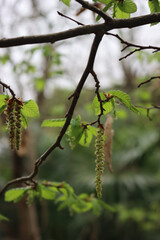 European Hornbeam branch with fresh new leaves and flowers. Carpinus betulus on  springtime