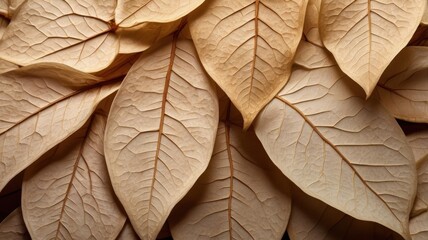 dried leaves with exhibiting intricate venation patterns