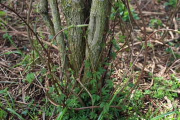 Edible Hop buds growing on a tree trunk in the italian countryside on springtime. Humulus lupulus