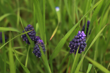 Blue  muscari flowers in the grass on springtime. Armenian grape hyacinth
