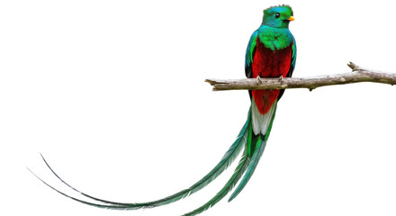 Resplendent Quetzal Perched on Branch PNG