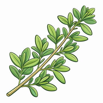 green thyme sprig on white background clip art preview