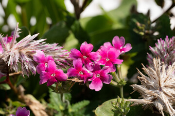 Delicate clusters of Verbena flowers with striking white centers