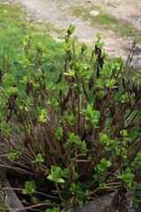 Hydrangea bush with fresh new green leaves in concret planter on springtime