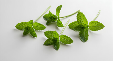 Fresh Green Mint Sprigs Isolated on White Table Top in Natural Light