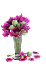 Oriental purple poppy flower and seed head arrangement in a vase on white background. Nature floral still life for greeting card. Used in natural alternative herbal medicine.