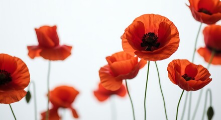 Obraz premium Crimson Whisper on White AI Generated