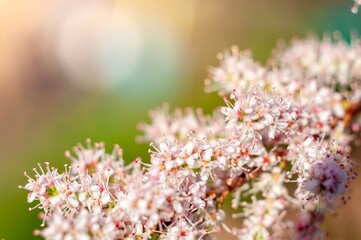 Delicate pink and white blossoms create a dreamy, soft focus floral background in the sunlight.