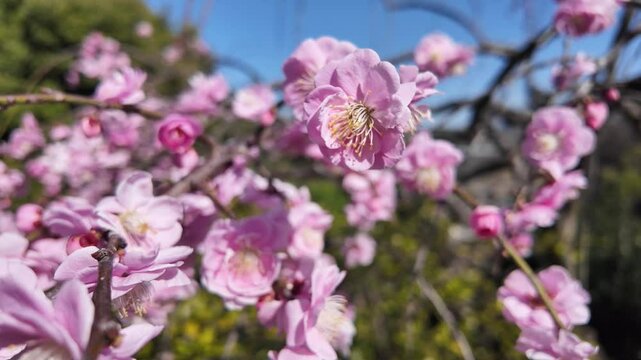 일본 나고야 이누야마시
