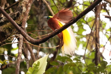 The lesser bird-of-paradise (Paradisaea minor) is a bird-of-paradise in the genus Paradisaea. This photo was taken in west Papua, Indonesia.
