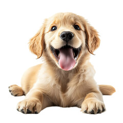 Happy Golden Retriever Puppy. (3)